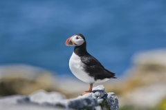 Atlantic Puffin, Fratercula arctica Atlantic Puffin, Fratercula arctica