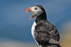 Atlantic Puffin, Fratercula arctica