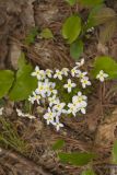 Azure Bluets, Hedyotis caerulea
