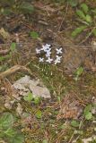 Azure Bluets, Hedyotis caerulea