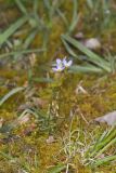 Azure Bluets, Hedyotis caerulea
