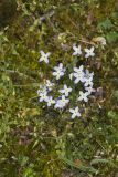 Azure Bluets, Hedyotis caerulea