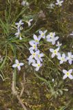 Azure Bluets, Hedyotis caerulea