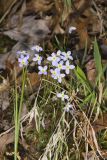 Azure Bluets, Hedyotis caerulea