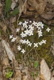 Azure Bluets, Hedyotis caerulea