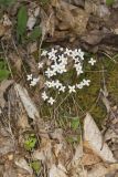 Azure Bluets, Hedyotis caerulea