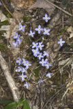 Azure Bluets, Hedyotis caerulea