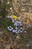 Azure Bluets, Hedyotis caerulea