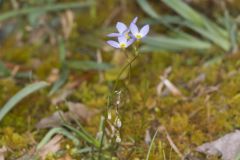 Azure Bluets, Hedyotis caerulea
