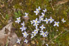 Azure Bluets, Hedyotis caerulea