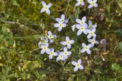 Azure Bluets, Hedyotis caerulea