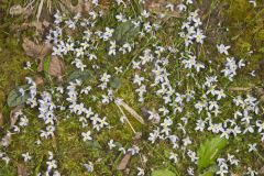 Azure Bluets, Hedyotis caerulea