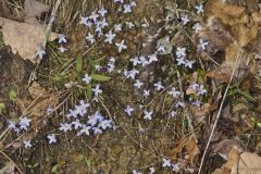 Azure Bluets, Hedyotis caerulea