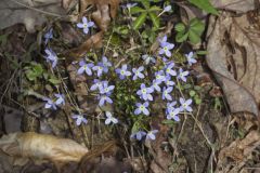 Azure Bluets, Hedyotis caerulea