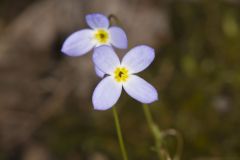 Azure Bluets, Hedyotis caerulea