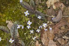Azure Bluets, Hedyotis caerulea