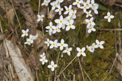 Azure Bluets, Hedyotis caerulea