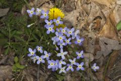 Azure Bluets, Hedyotis caerulea