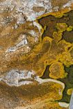 Bacteria Mat
