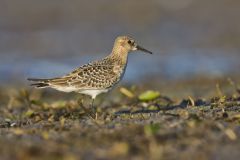Baird's Sandpiper, Calidris bairdii