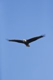 Bald Eagle, Haliaeetus leucocephalus