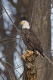 Bald Eagle, Haliaeetus leucocephalus