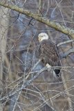 Bald Eagle, Haliaeetus leucocephalus