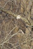 Bald Eagle, Haliaeetus leucocephalus
