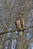 Bald Eagle, Haliaeetus leucocephalus