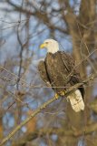 Bald Eagle, Haliaeetus leucocephalus
