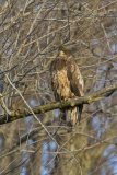 Bald Eagle, Haliaeetus leucocephalus
