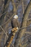 Bald Eagle, Haliaeetus leucocephalus