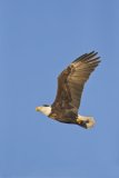 Bald Eagle, Haliaeetus leucocephalus