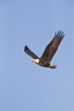 Bald Eagle, Haliaeetus leucocephalus