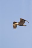 Bald Eagle, Haliaeetus leucocephalus