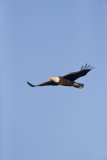 Bald Eagle, Haliaeetus leucocephalus