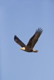 Bald Eagle, Haliaeetus leucocephalus