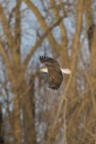 Bald Eagle, Haliaeetus leucocephalus