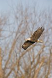 Bald Eagle, Haliaeetus leucocephalus