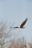 Bald Eagle, Haliaeetus leucocephalus