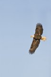 Bald Eagle, Haliaeetus leucocephalus