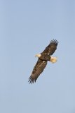 Bald Eagle, Haliaeetus leucocephalus