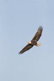 Bald Eagle, Haliaeetus leucocephalus