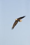Bald Eagle, Haliaeetus leucocephalus