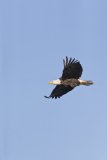 Bald Eagle, Haliaeetus leucocephalus