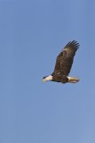 Bald Eagle, Haliaeetus leucocephalus