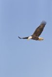 Bald Eagle, Haliaeetus leucocephalus