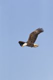 Bald Eagle, Haliaeetus leucocephalus
