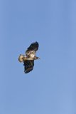 Bald Eagle, Haliaeetus leucocephalus
