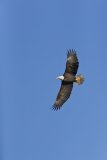 Bald Eagle, Haliaeetus leucocephalus